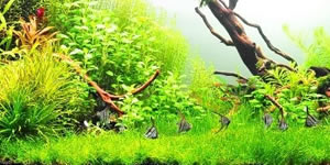 Aquarium Ribot